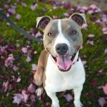 A happy dog sitting on a grassy floor