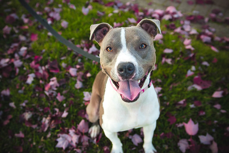 ein Pitbull auf einer Wiese mit Laub