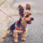 Happy dog on a leash