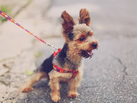 Happy dog on a leash