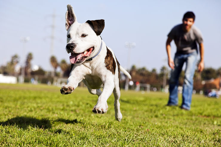 Hund mit Mensch auf wiese