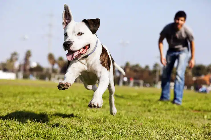 Hund mit Mensch auf wiese