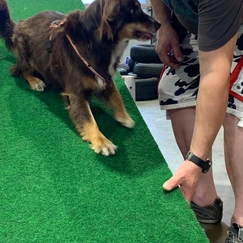 brauner Hund auf grüner Wippe