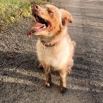 Happy dog sitting on sidewalk