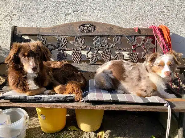 zwei Hunde auf der Bank