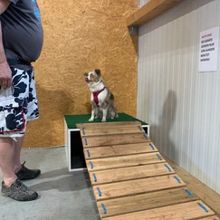 Hund vor Holdbrücke