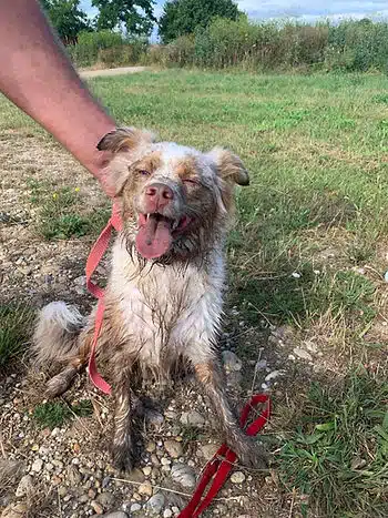 weißer, schmutziger Hund auf Wiese