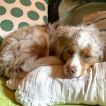 Lying on the floor dog