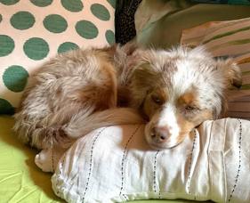 Lying on the floor dog