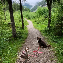 Zwei Hunde sitzen auf Weg im Wald