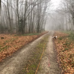 Tipps zur Auslastung deines Hundes Feature image