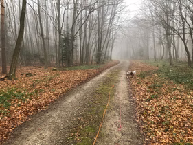 Tipps zur Auslastung deines Hundes Feature image