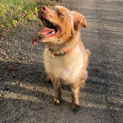 Weißer Schmutziger Hund
