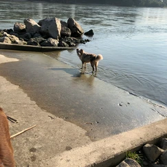 Hund am Fluss