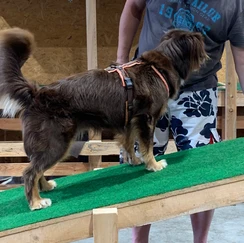 Brauner Hund geht über Wippe