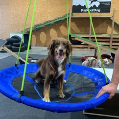 brauner Hund in Schaukelkorb