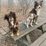 Three dogs sitting on top of a camping wooden table