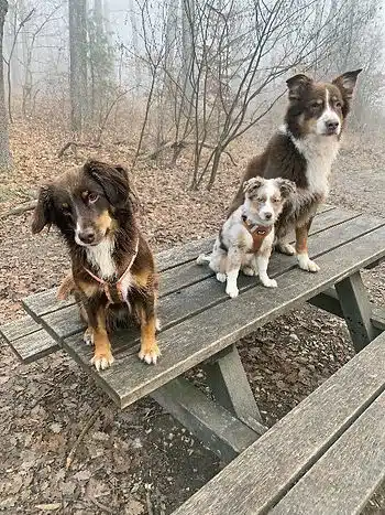 drei Hunde sitzen auf Tisch im Wald