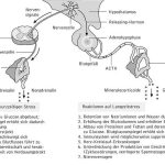 biological diagram image