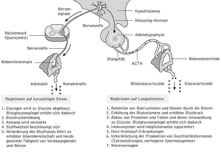 biological diagram image