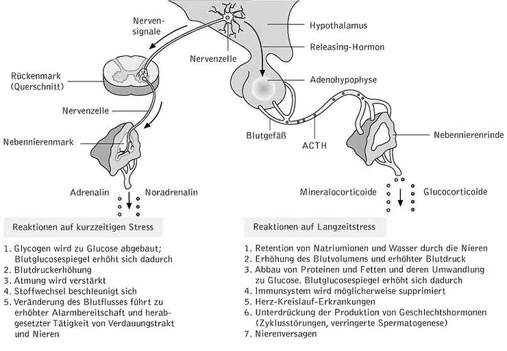 schematische Zeichnung der Stressachsen