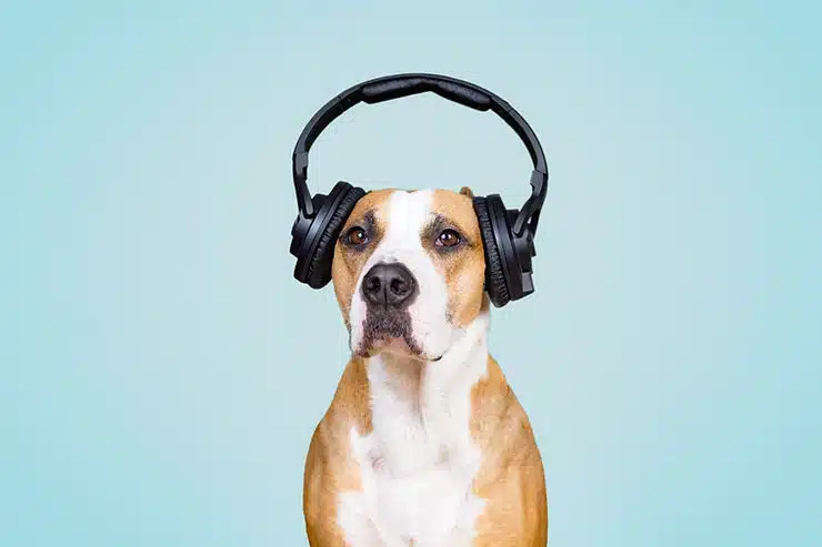 Hund mit Kopfhörern