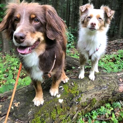 zwei Hunde auf Baumstamm