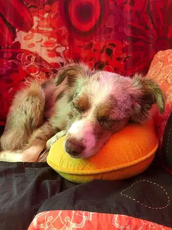 Hund schläft auch Kissen