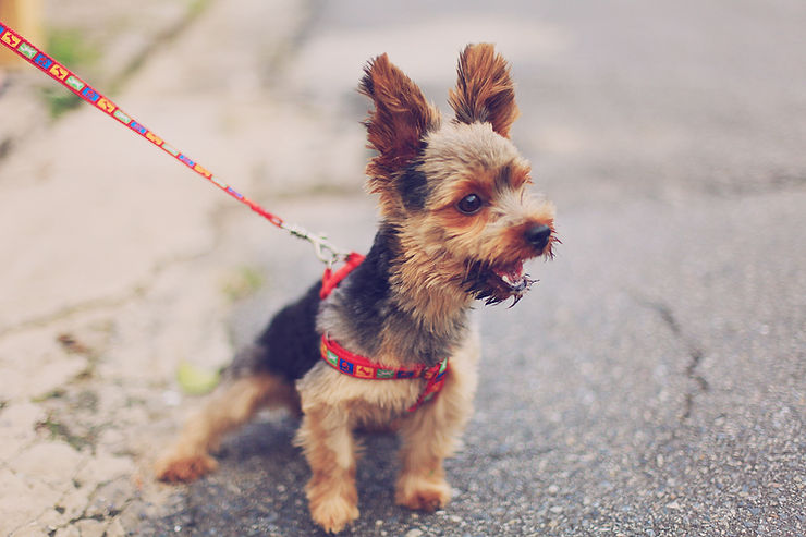 kleiner Hund an leine