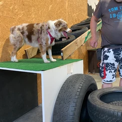 Weißer Hund auf Podest