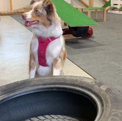 Weißer hund bei Reifen