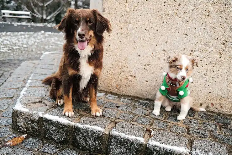 Großer und kleiner Hund sitzen im Schnee