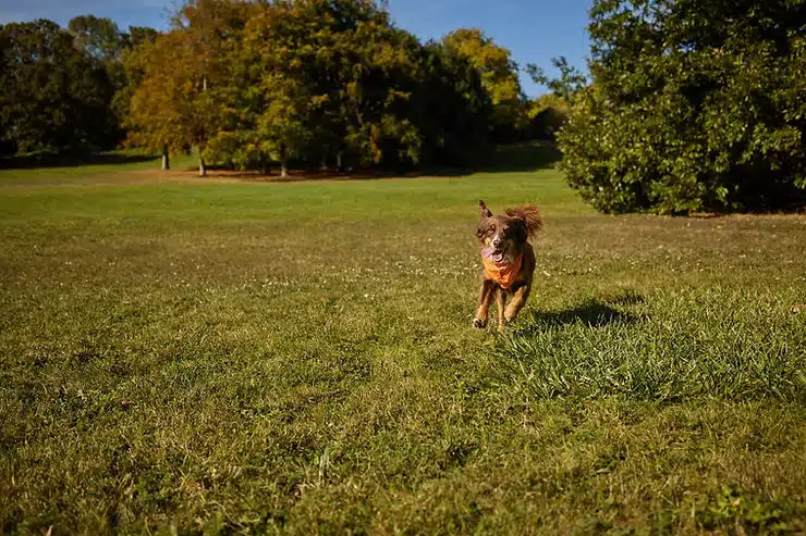 brauner Hund läuft über Wiese