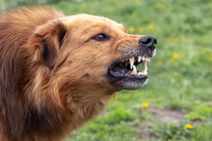 Hund zeigt Zähne
