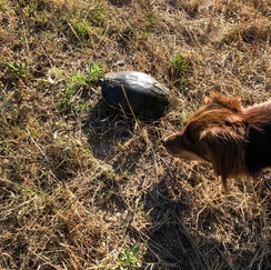 Hund riecht an Schildkröte auf der Wiese