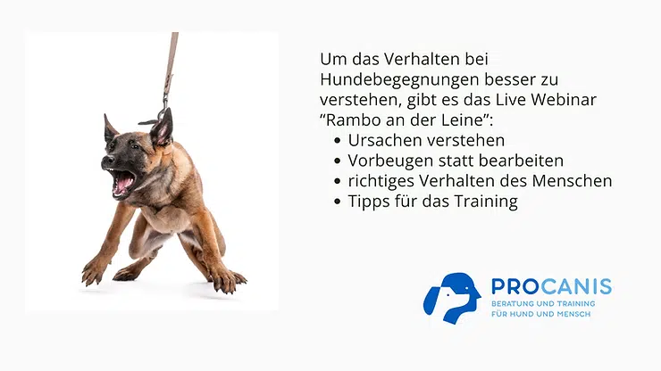 Hund an Leine