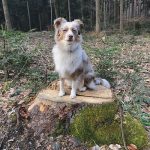 A dog sitting on a tree stump