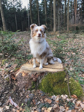 A dog sitting on a tree stump