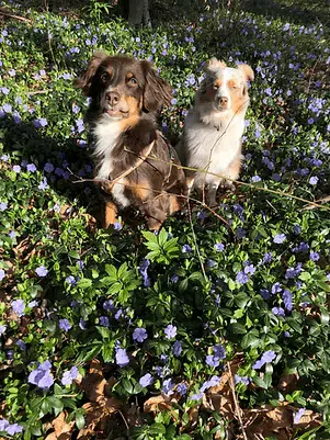 meine Hunde im Frühling
