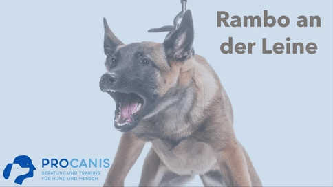 rambo an der leine webinar cover photo