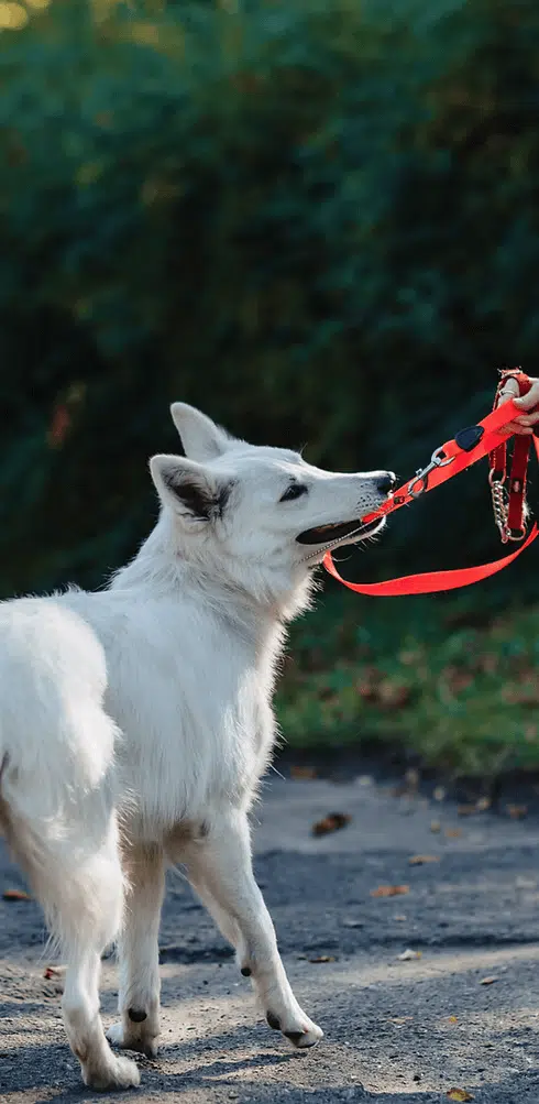 white dog playfully biting its leash