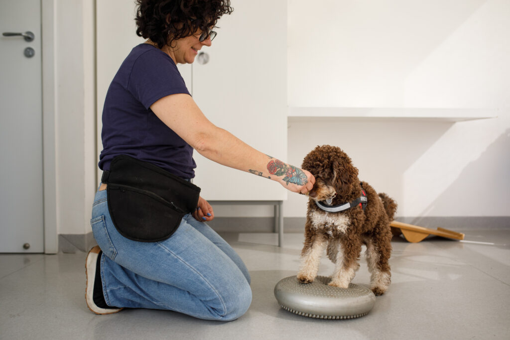 Woman training a dog with bosu Trainerin mit Hund in der Halle