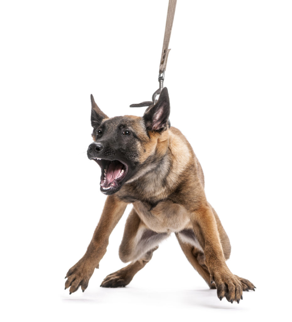 Ob ein Gruppenkurs in der Hundeschule das Richtige für ihn ist? Schäferhund zieht an Leine